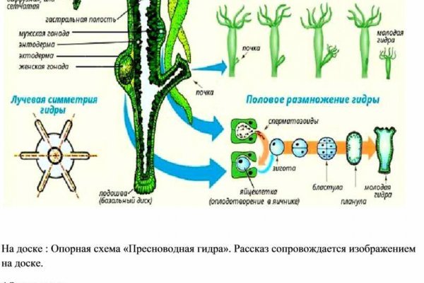 Кракен ссылки krakenwebs org